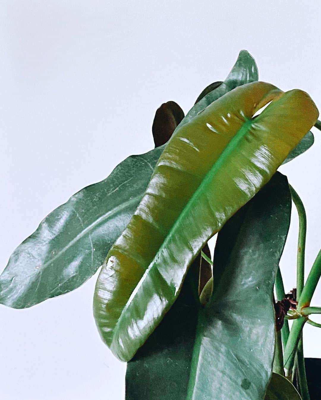 Philodendron Atabapoense Care And Growing Guide Plantcarefully
