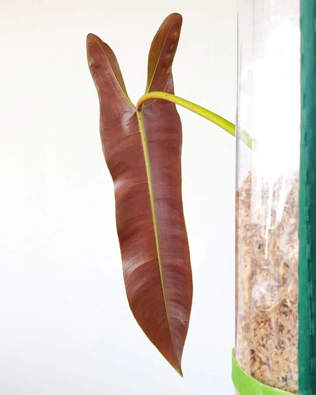 Philodendron Atabapoense Care And Growing Guide Plantcarefully