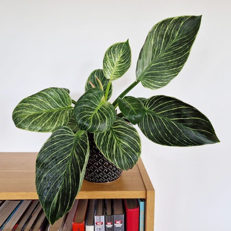A well taken care of Philodendron birkin on a bookshelf