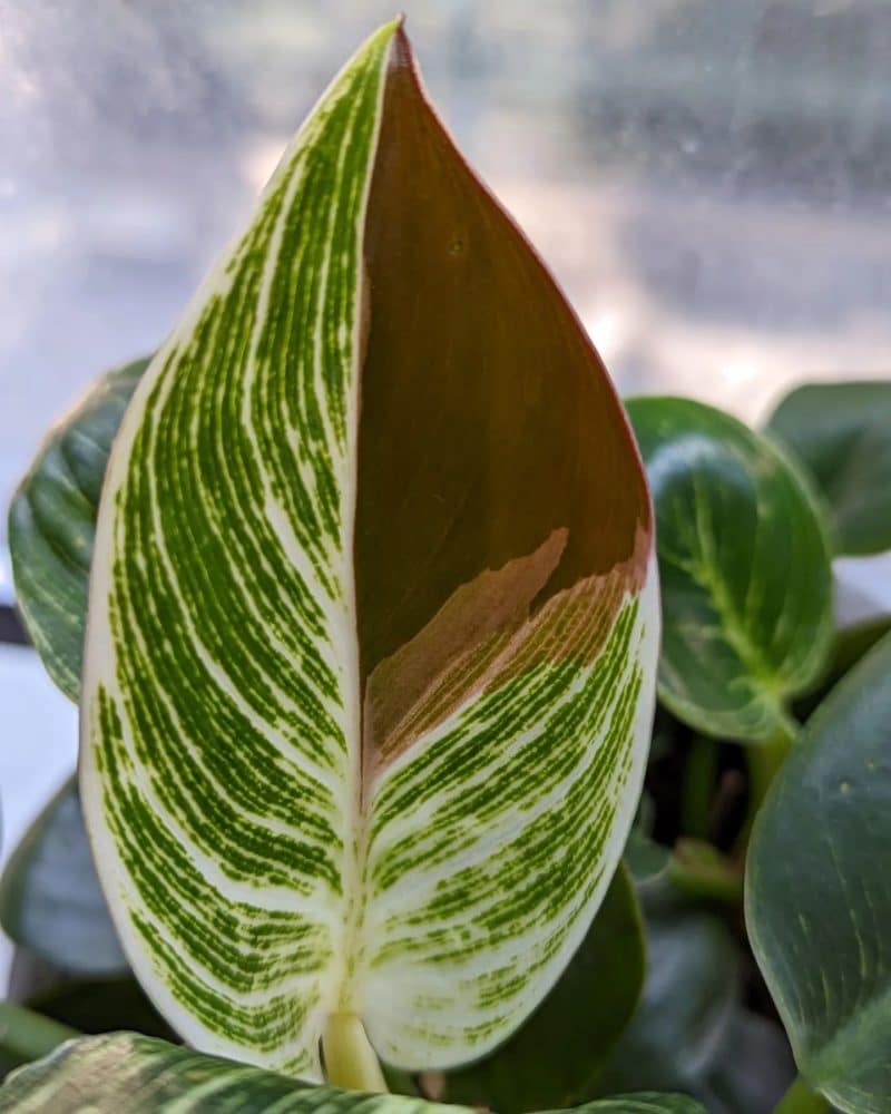 Illustration of a common Philodendron birkin issue with its leaves