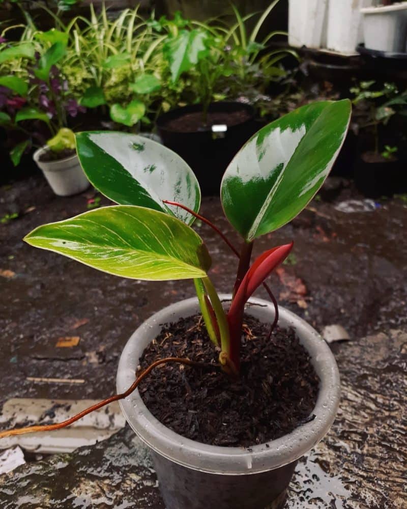 A Philodendron birkin reverting