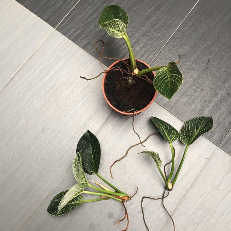 Philodendron birkin cuttings being prepared for soil propagation