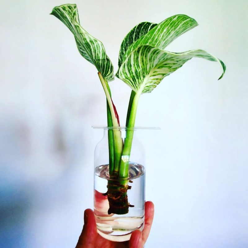 Philodendron birkin propagating in water