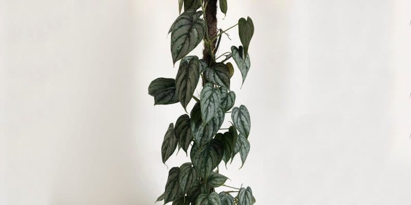 philodendron-brandtianum-1-featured