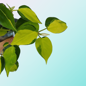 Featured image for how to care for Philodendron Brasil