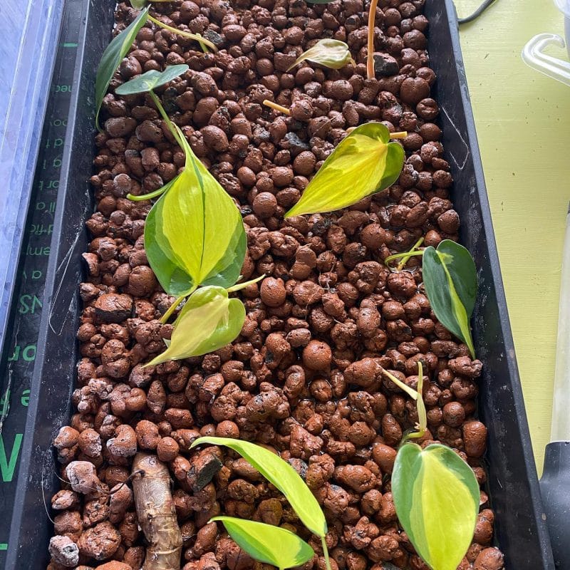 Philodendron Brasil stem cuttings growing in LECA