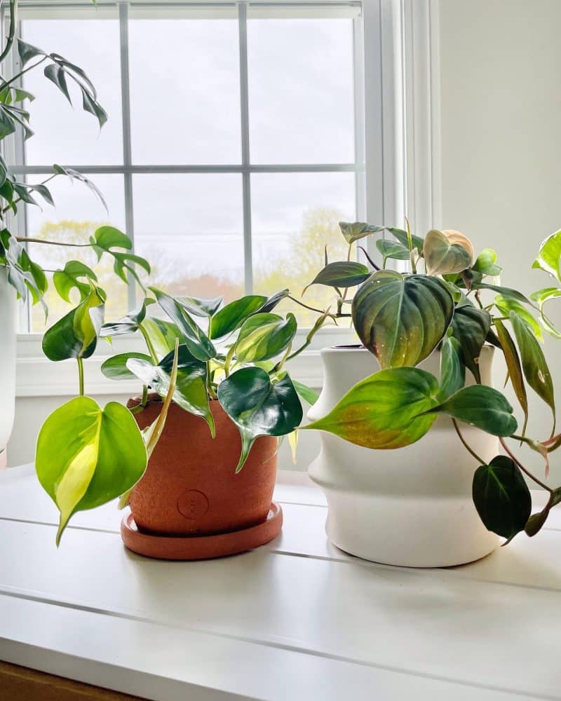 Philodendron Brasil plant growing next to indirect light from a window