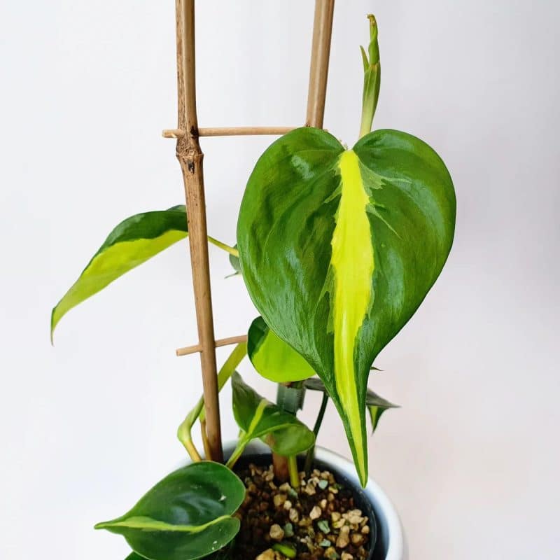 Philodendron Brasil growing up on a pole