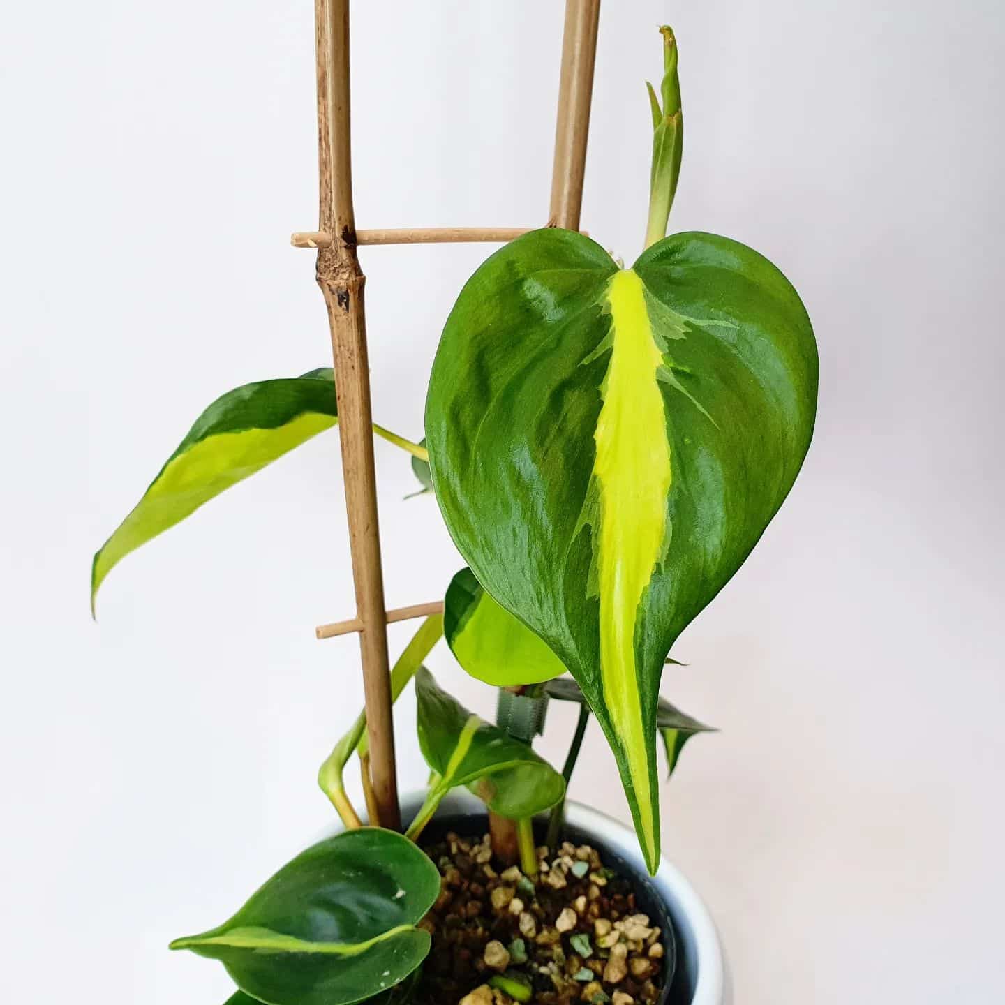Philodendron Brasil Care and Propagation Plantcarefully
