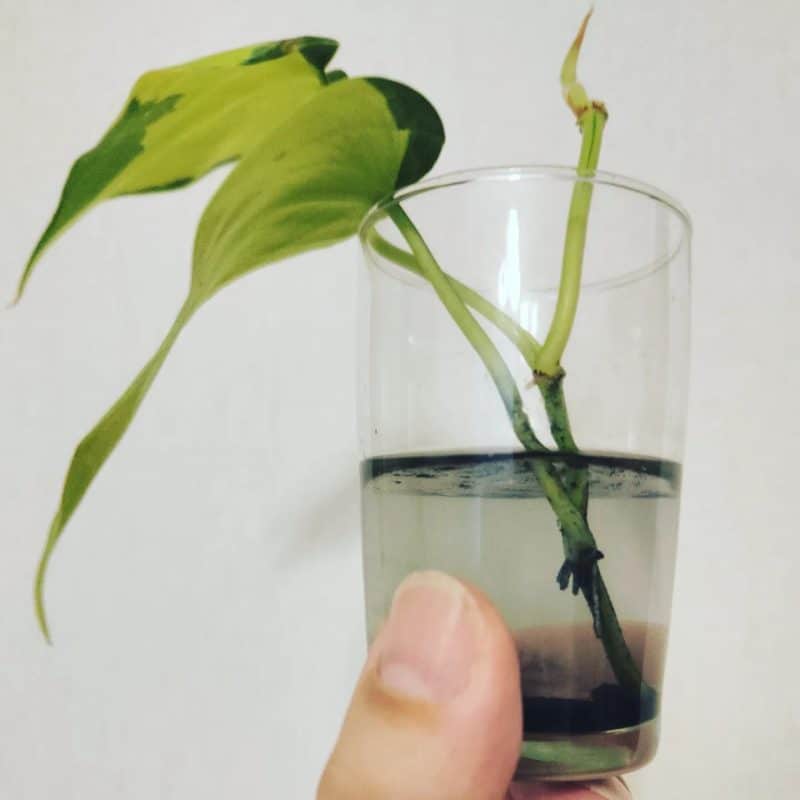 Philodendron Brasil stem cutting propagating in water