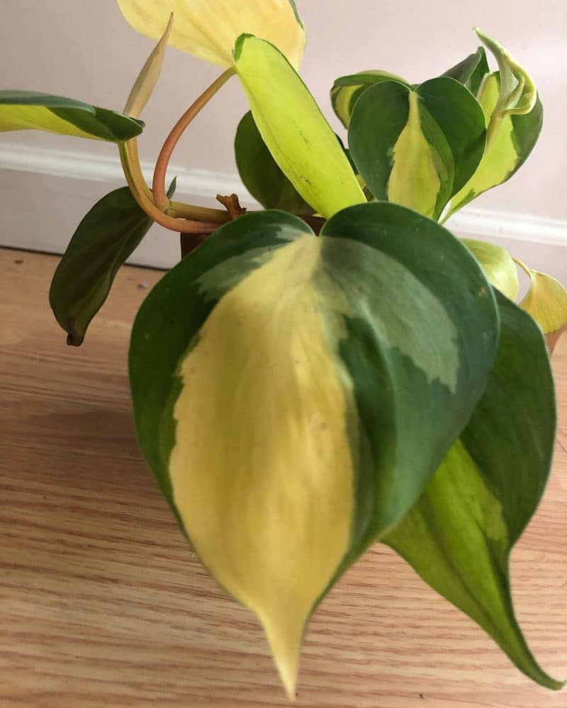 Philodendron Brasil with yellowing leaves