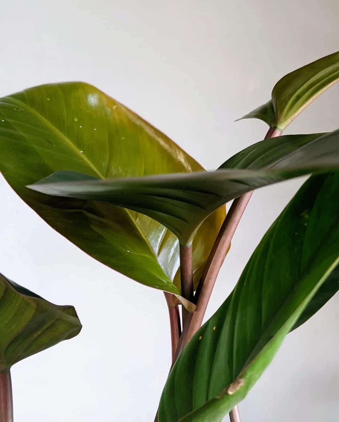 Philodendron Congo Rojo Care and Growing Guide Plantcarefully