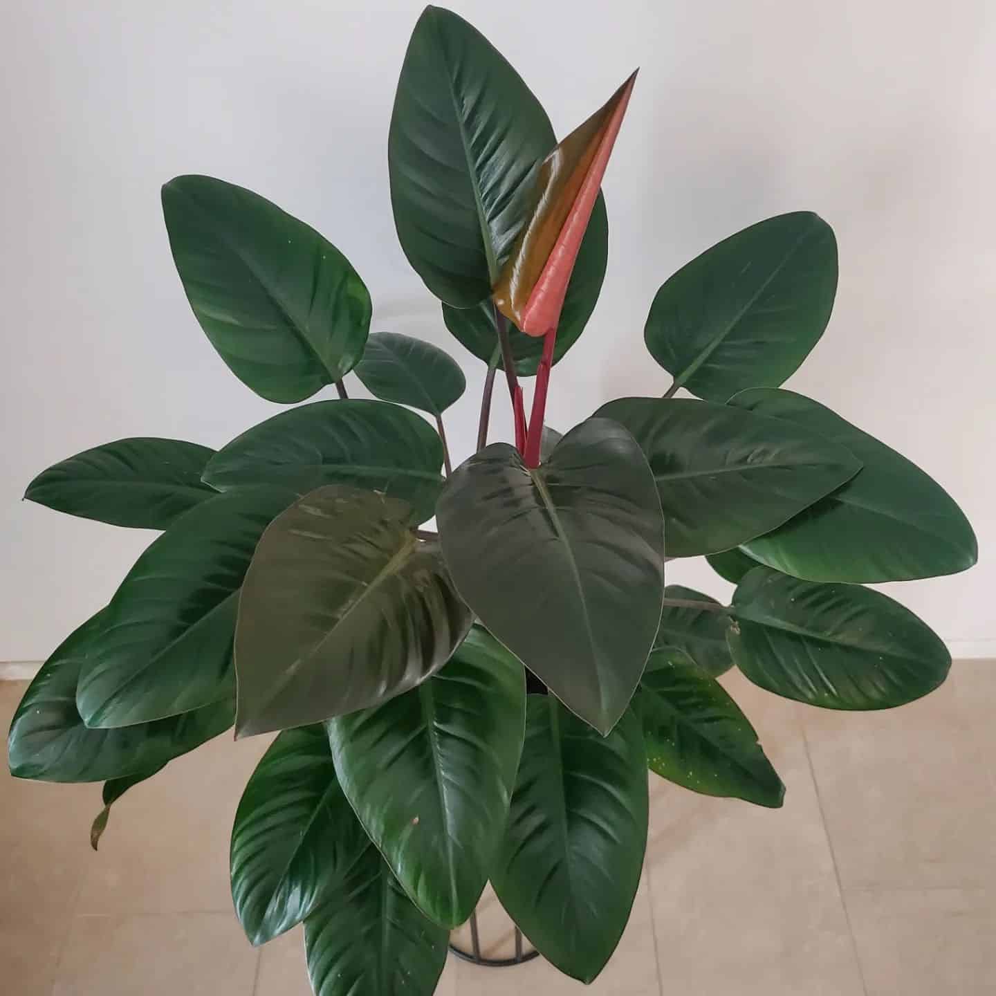 Philodendron Congo Rojo Care and Growing Guide Plantcarefully