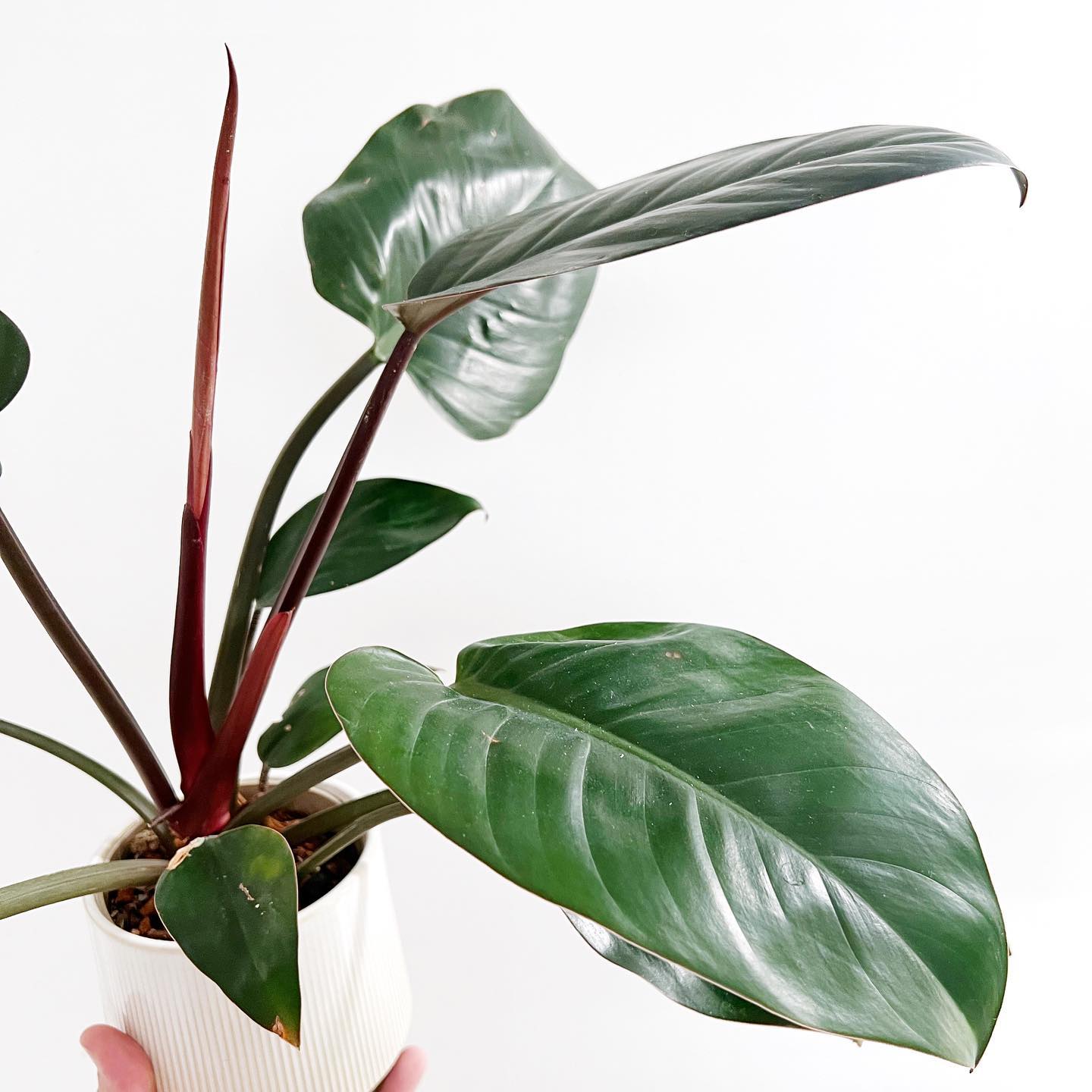 Philodendron Congo Rojo Care and Growing Guide Plantcarefully