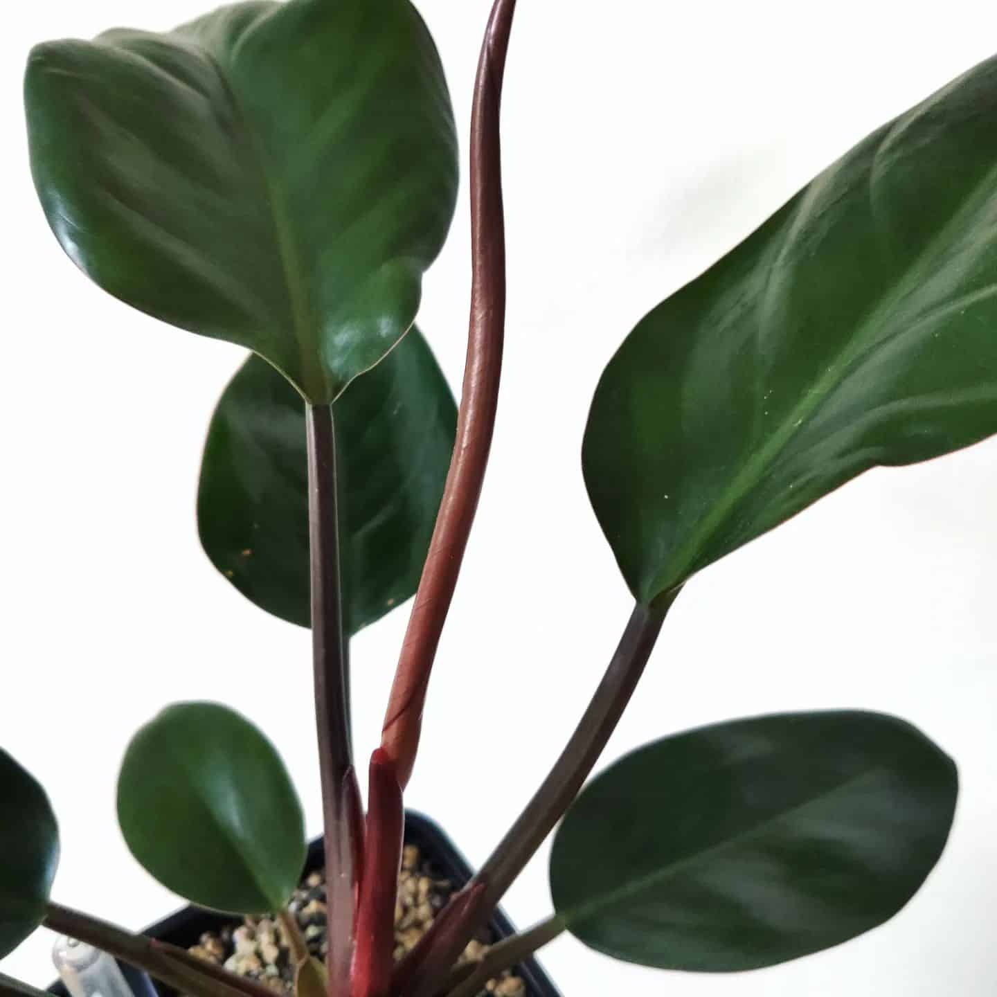 Philodendron Congo Rojo Care and Growing Guide Plantcarefully