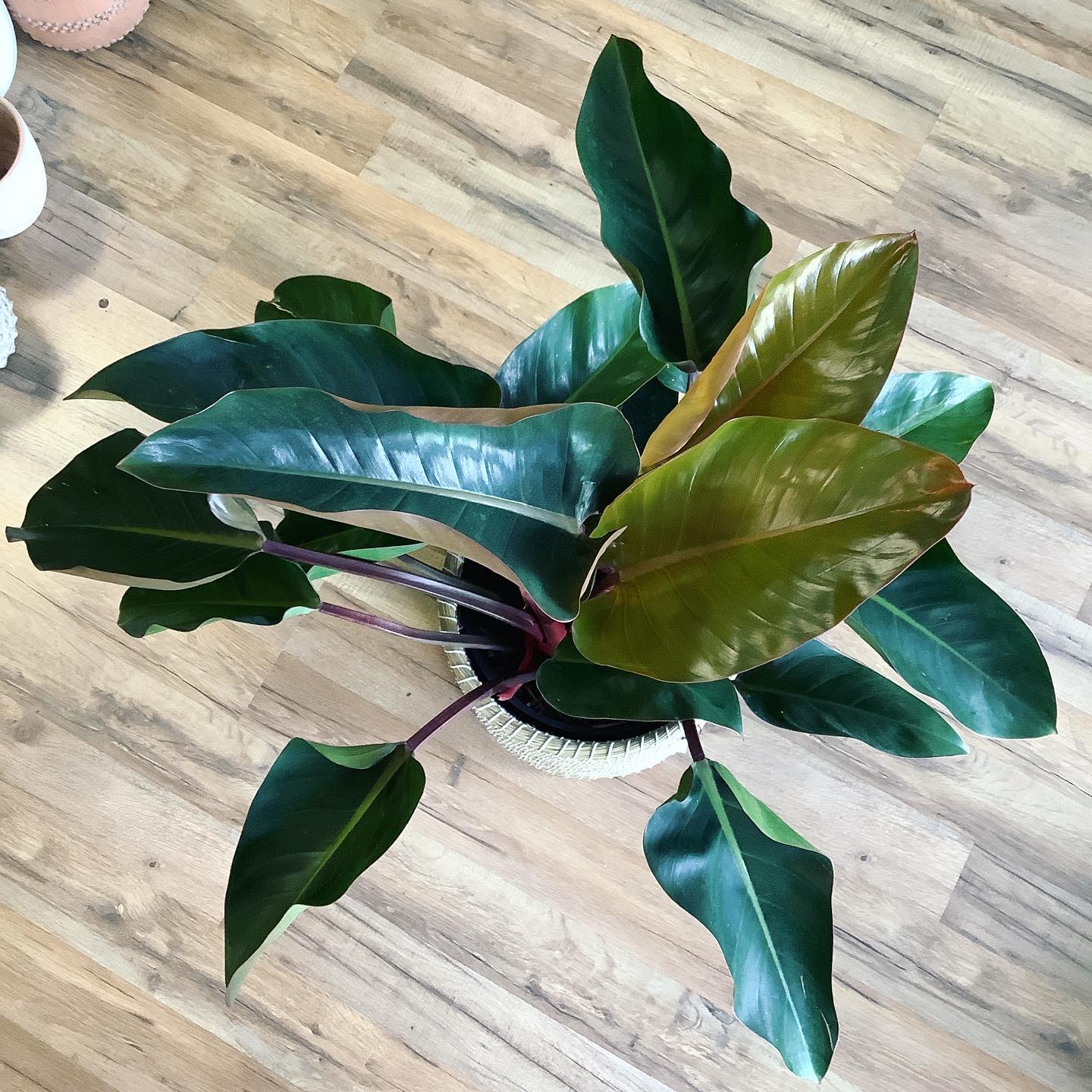 Philodendron Congo Rojo Care and Growing Guide Plantcarefully