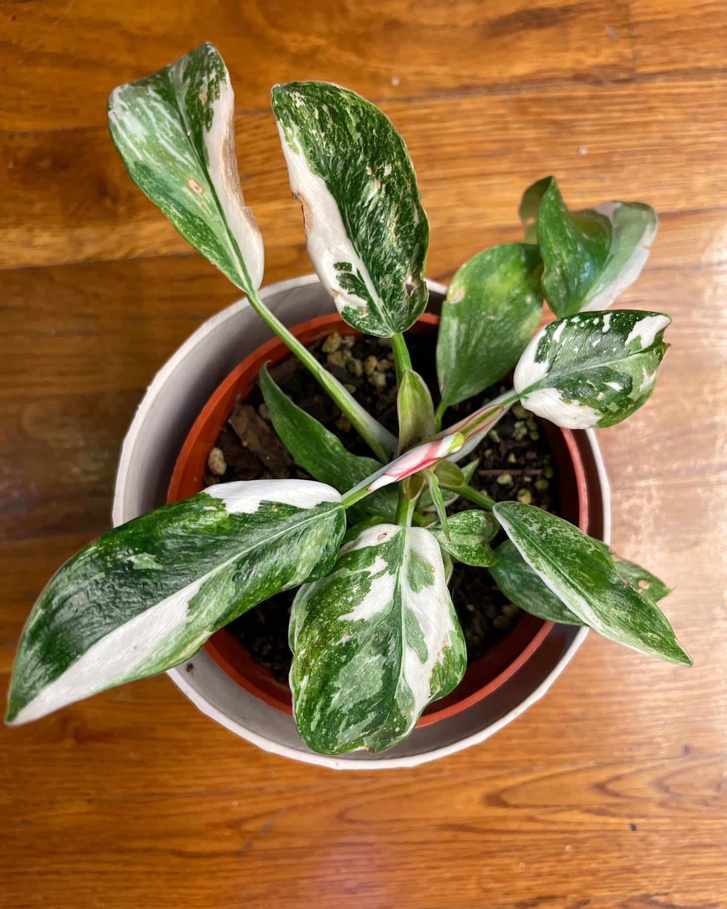 Blushing Philodendron Erubescens Plant Care & Growing Plantcarefully