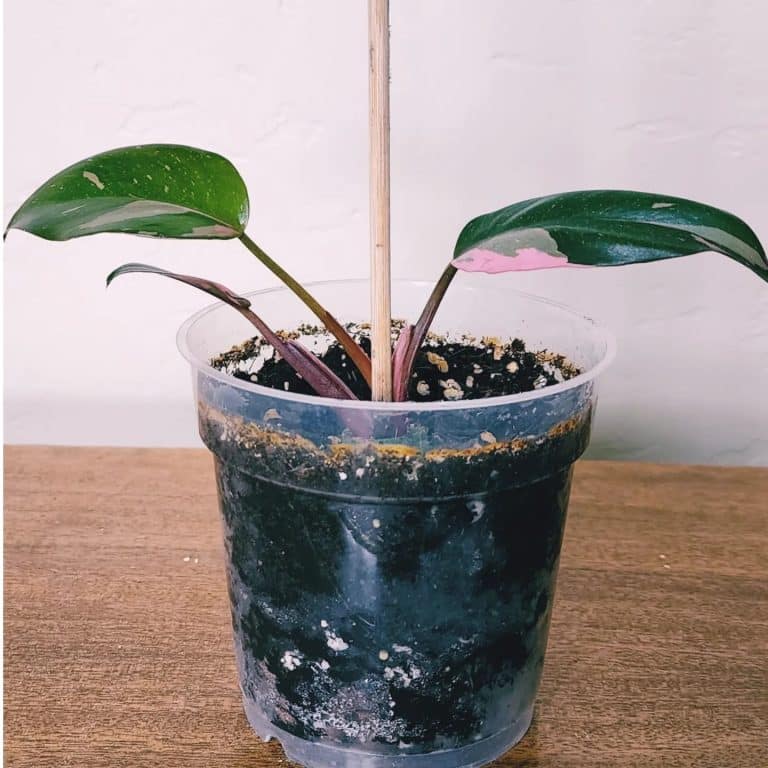 Blushing Philodendron Erubescens Plant Care & Growing Plantcarefully