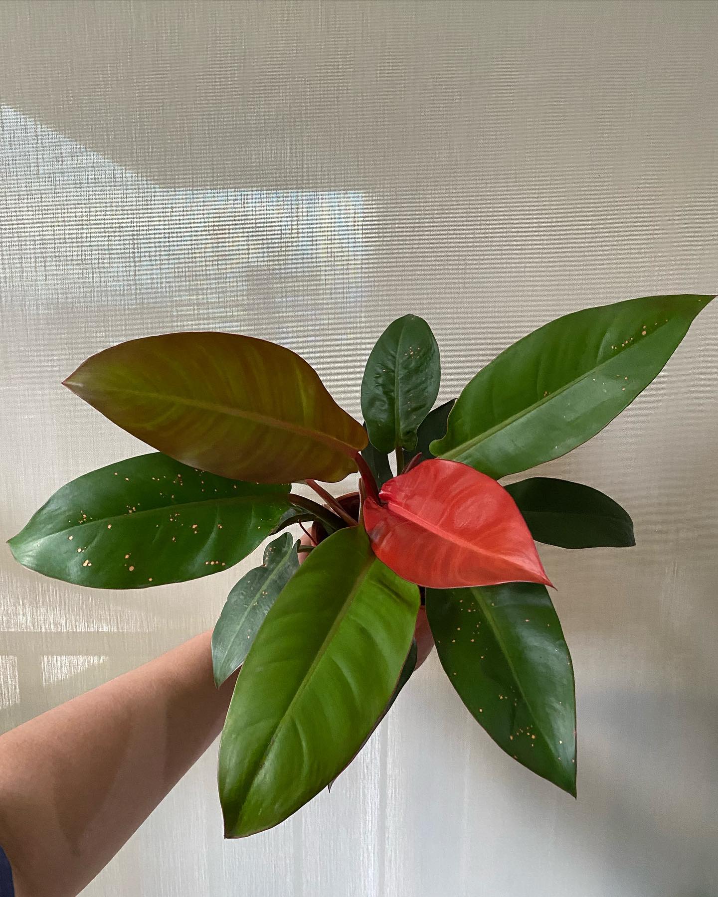 Blushing Philodendron Erubescens Plant Care & Growing Plantcarefully