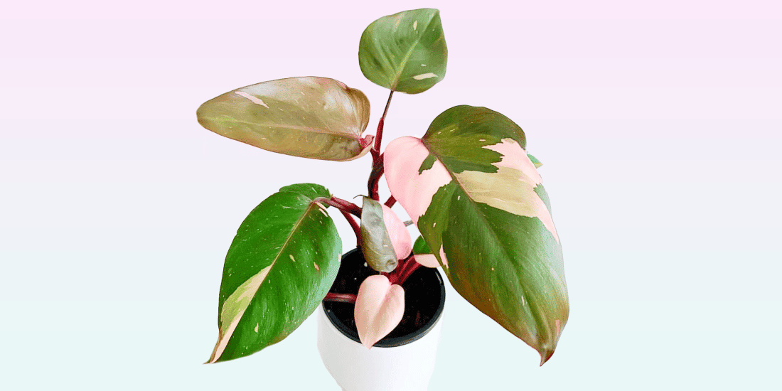 philodendron-erubescens-featured