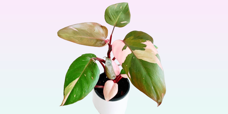 philodendron-erubescens-featured