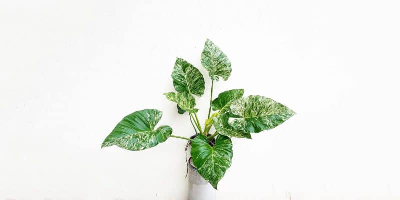 philodendron-giganteum-featured-01
