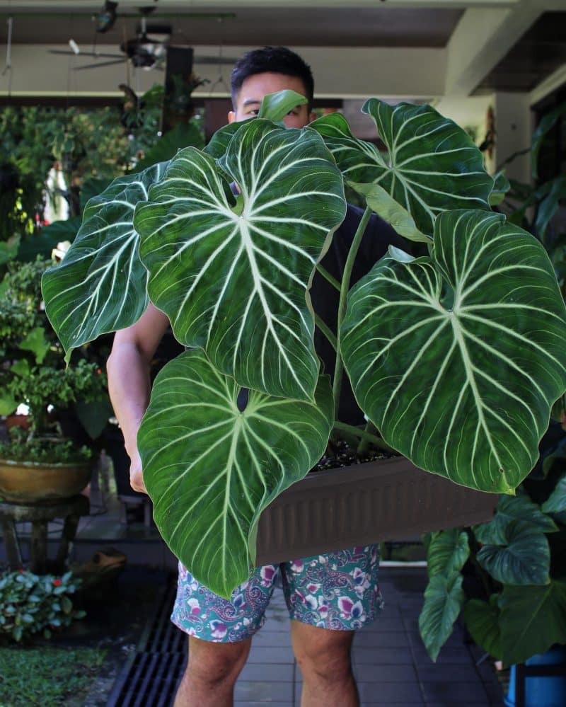 With proper care and light, these plants can grow to the size of a person in under a year