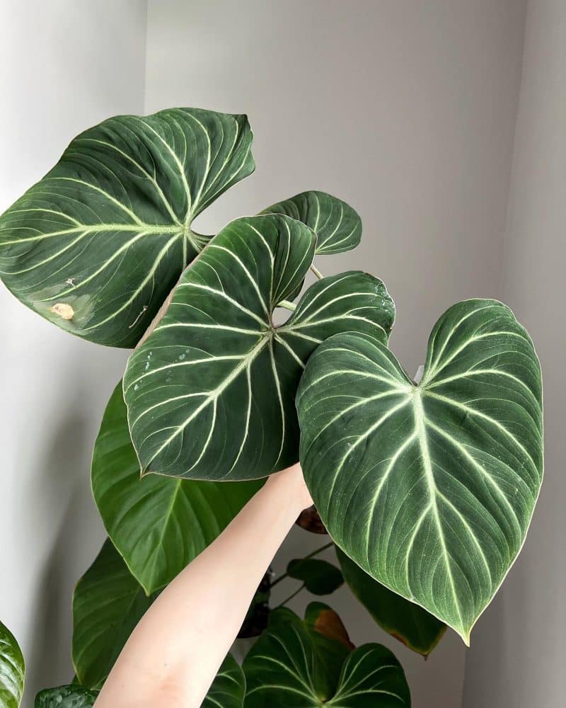 Lifting up a heavy Philodendron gloriosum which has grown considerably