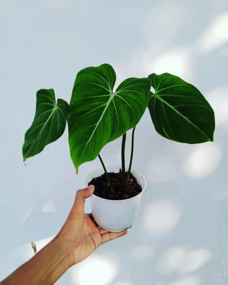 Holding up a philodendron gloriosum to show the soil