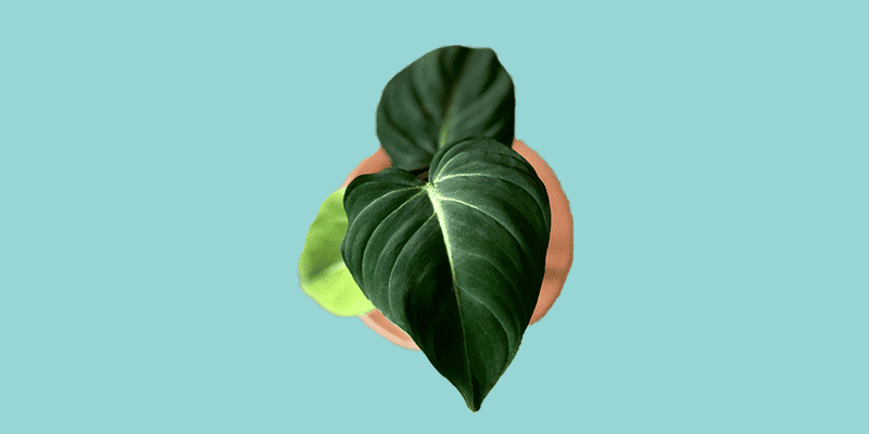 philodendron-gloriosum-featured