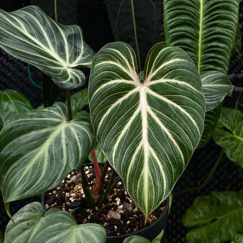 Philodendron gloriosum zebra, propagated from a leafless rhizome