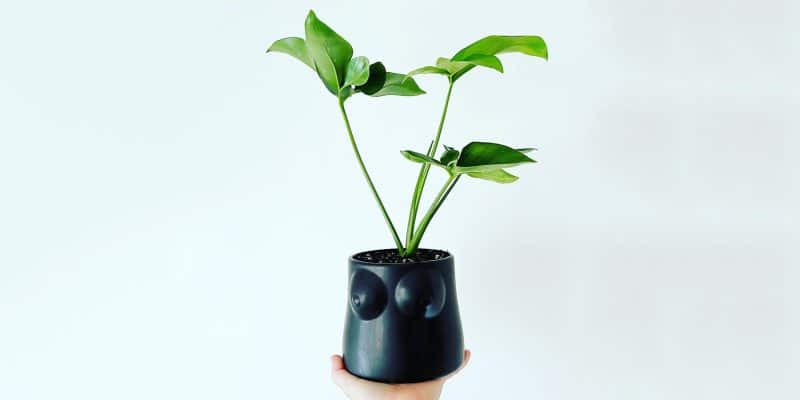 philodendron-goeldii-featured-02