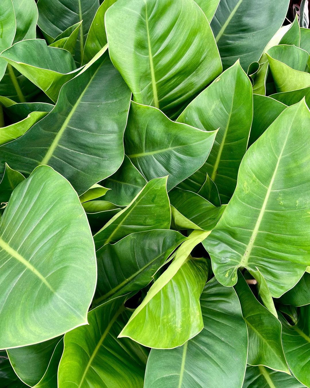 Philodendron w/Pole - 6ft - Potted in Mariella Round - Black main image 1
