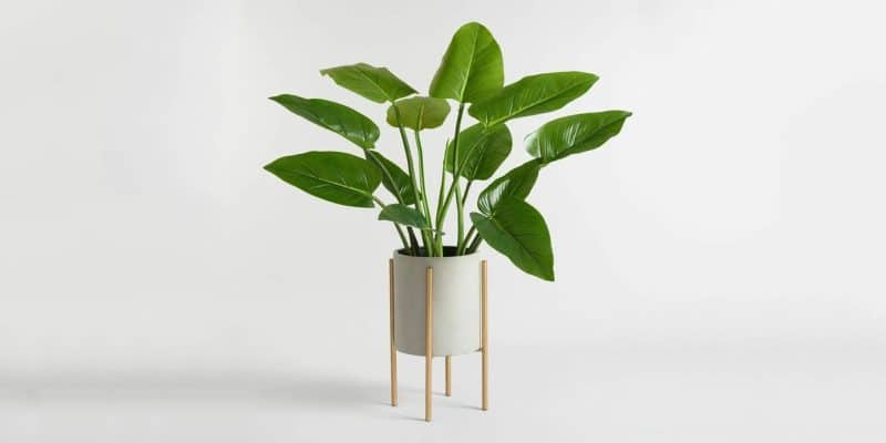 philodendron-imperial-green-featured-02