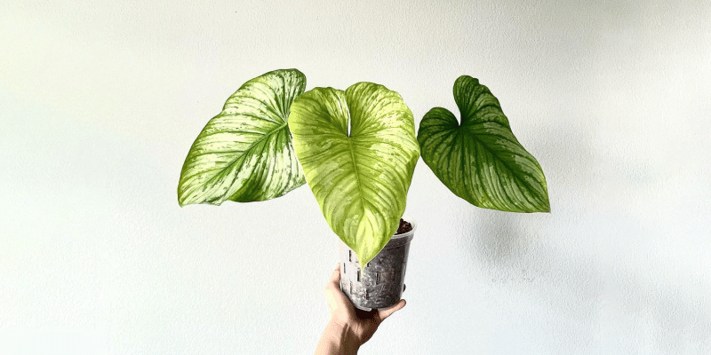 philodendron-mamei_featured