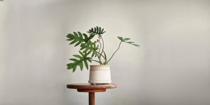 philodendron-mayoi-featured-01