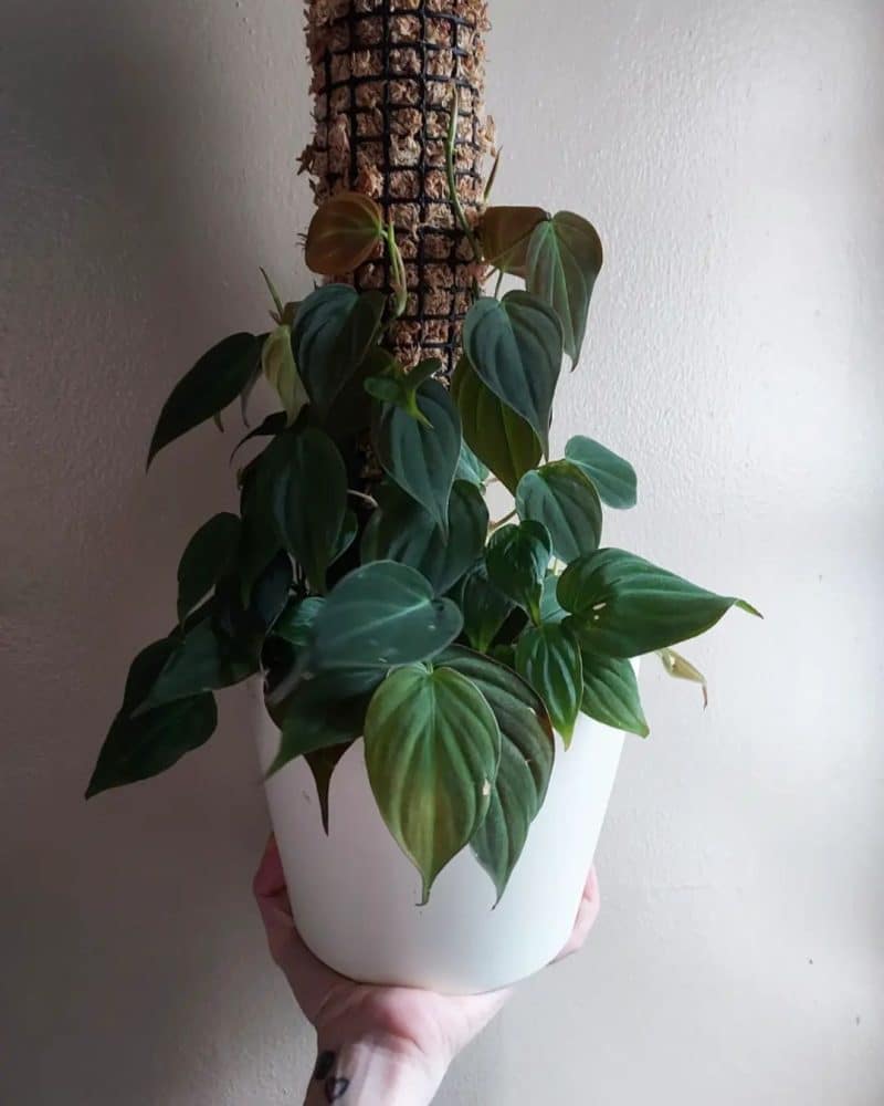 A well cared for Philodendron micans growing along with its moss pole