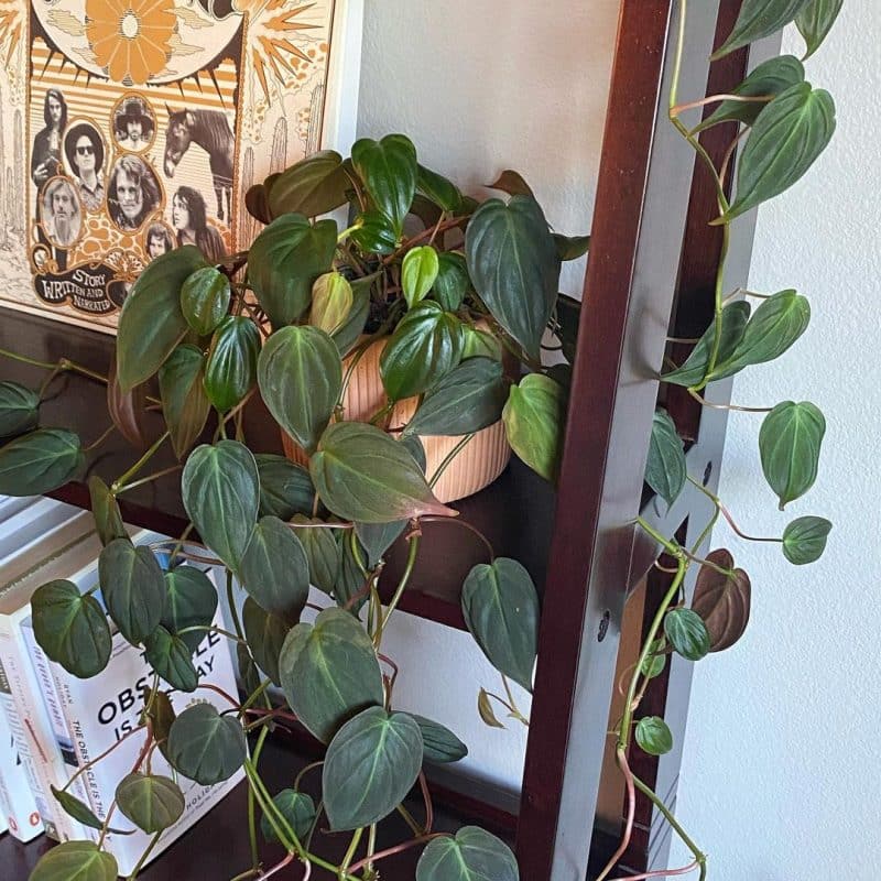 Philodendron micans showing some of the common care issues with yellowing leaves