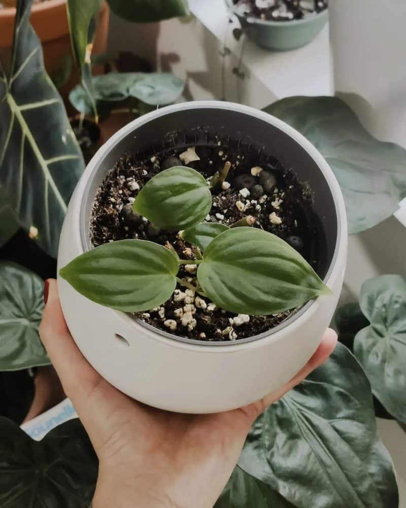 A Philodendron micans replanted in soil after a propagation