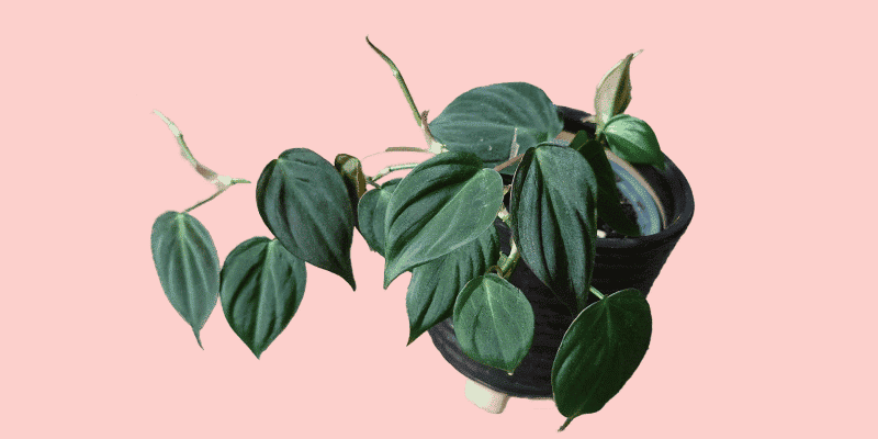 philodendron-micans-care