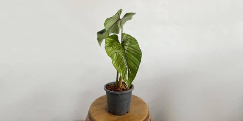 philodendron-plowmanii-featured