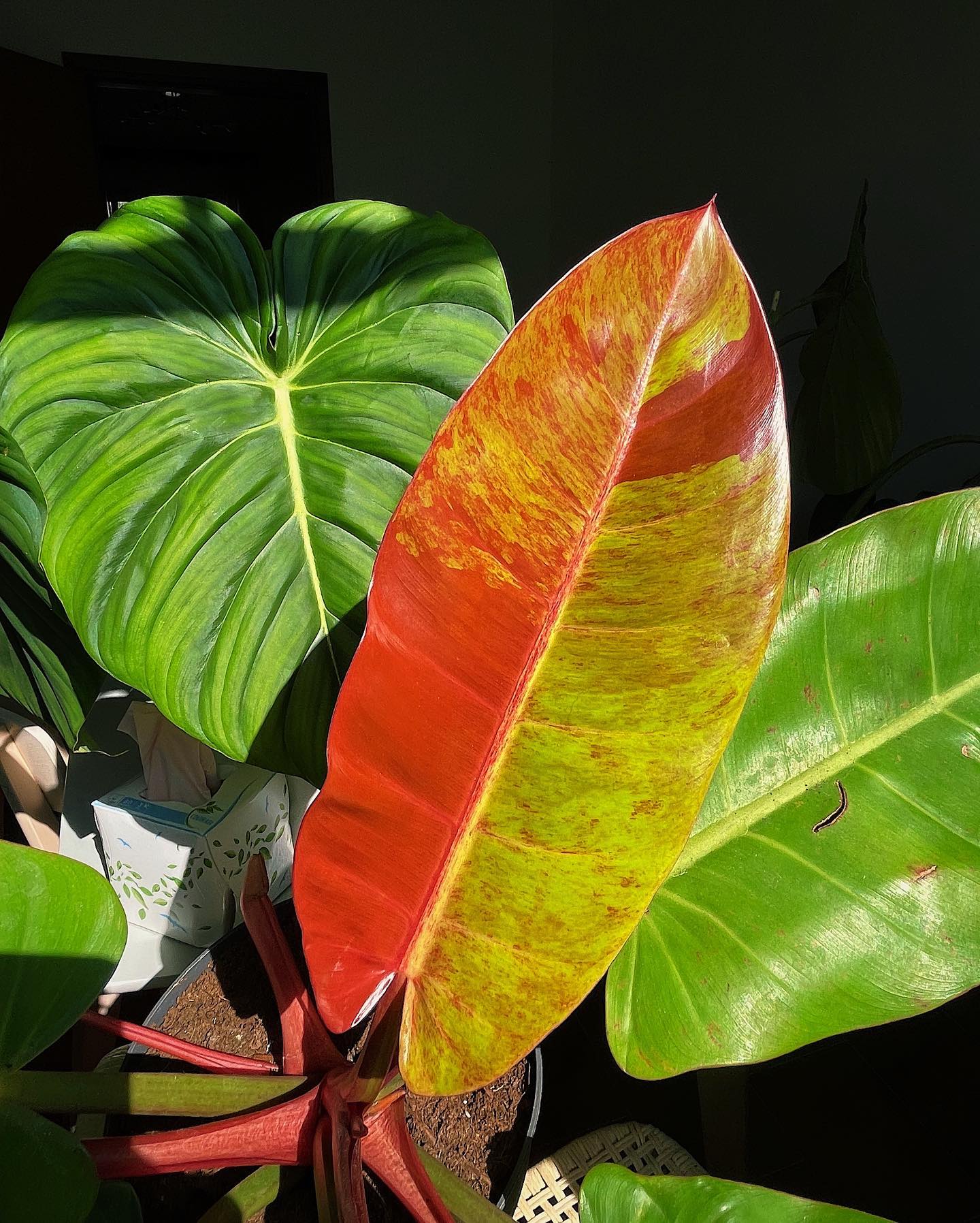 Philodendron Prince of Orange Plant Care & How to Grow Plantcarefully