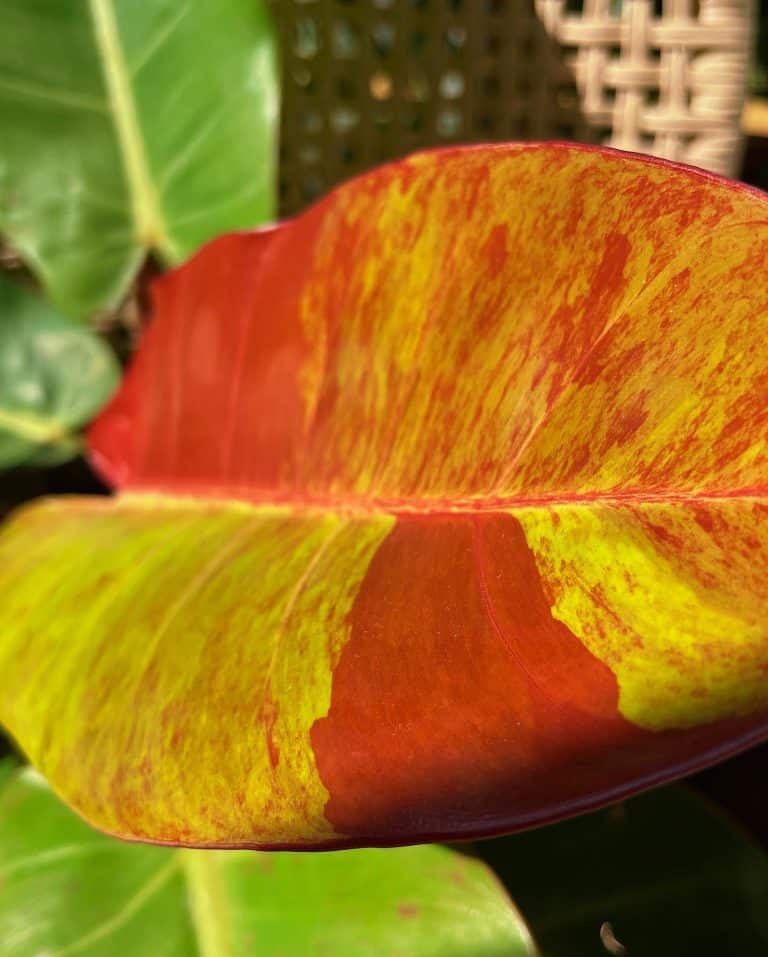 Philodendron Prince of Orange Plant Care & How to Grow Plantcarefully
