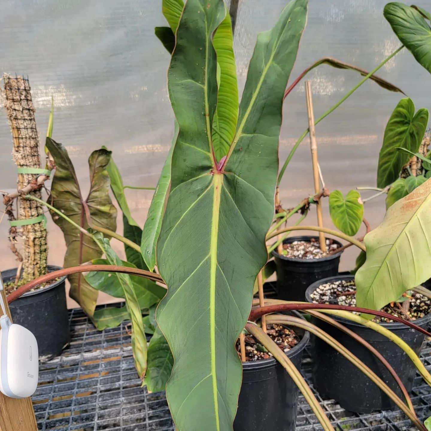 philodendron-spiritus-sancti-care-and-growing-guide-plantcarefully