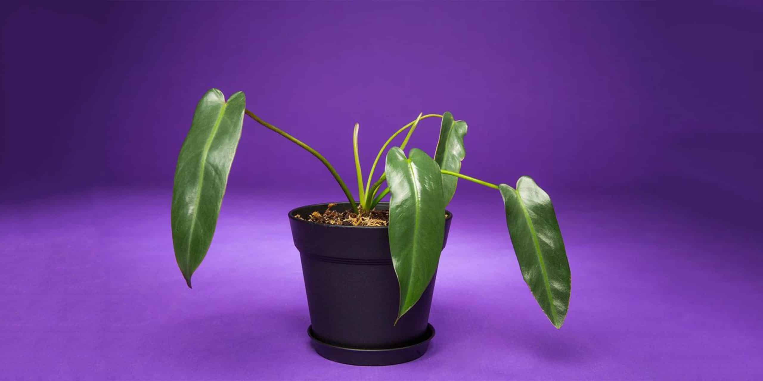 How to Grow and Care for Philodendron Spiritus-Sancti