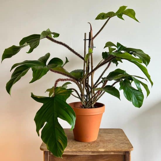 Philodendron Squamiferum Care + Growing | Plantcarefully