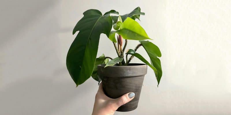 philodendron-squamiferum-featured