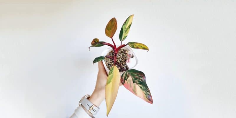 philodendron-strawberry-shake-featured-03