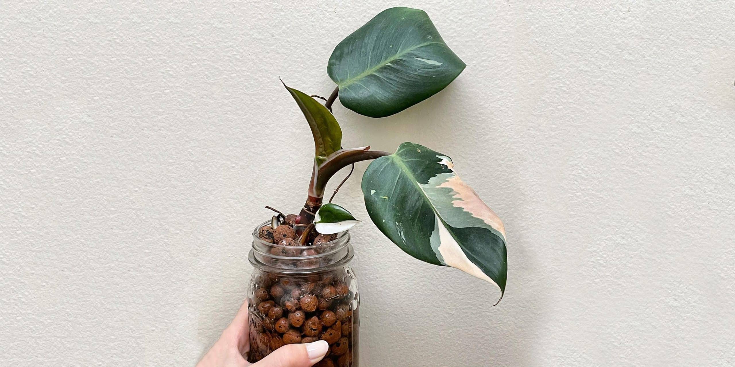 Philodendron White Knight Care and Growing Guide Plantcarefully