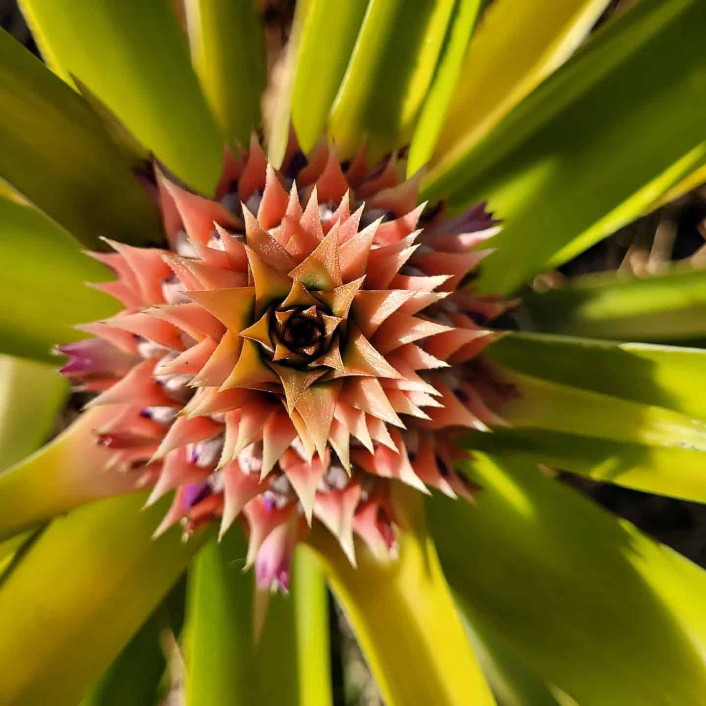 Pineapple Plant Care and Growing Guide Plantcarefully